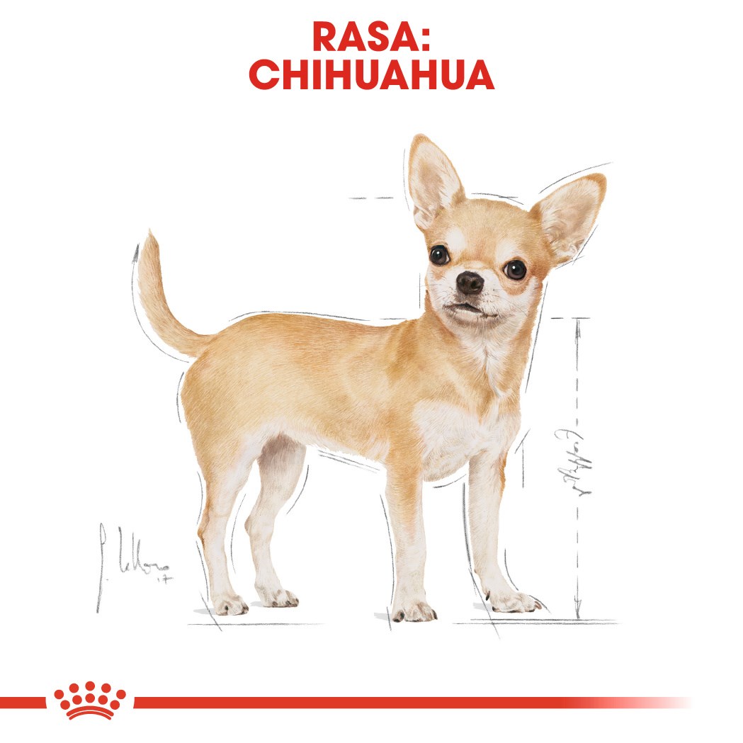 Royal Canin  Chihuahua - pack 12x85g